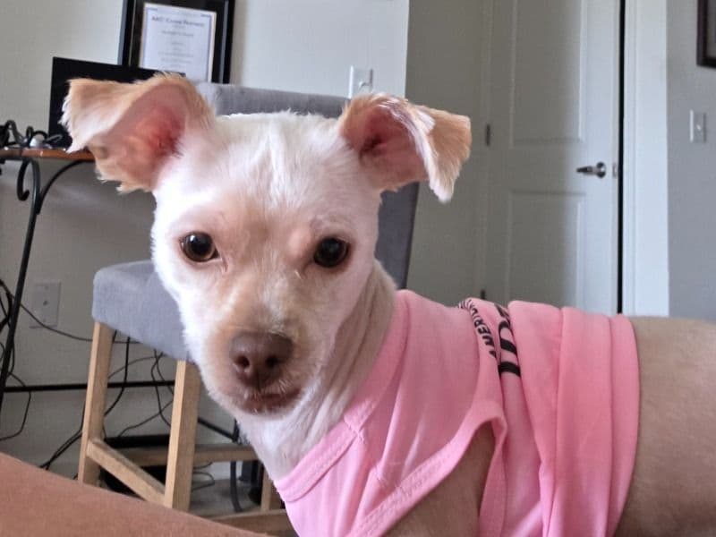 Shorkie 1 year 5 months old female small named Masie for breeding in Gordon County, Georgia | Petmeetly