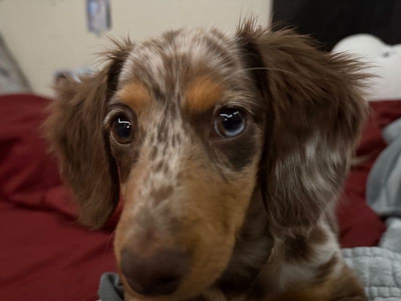 Dachshund 1 year old female small named Mercedes for sale in Maricopa County, Arizona | Petmeetly