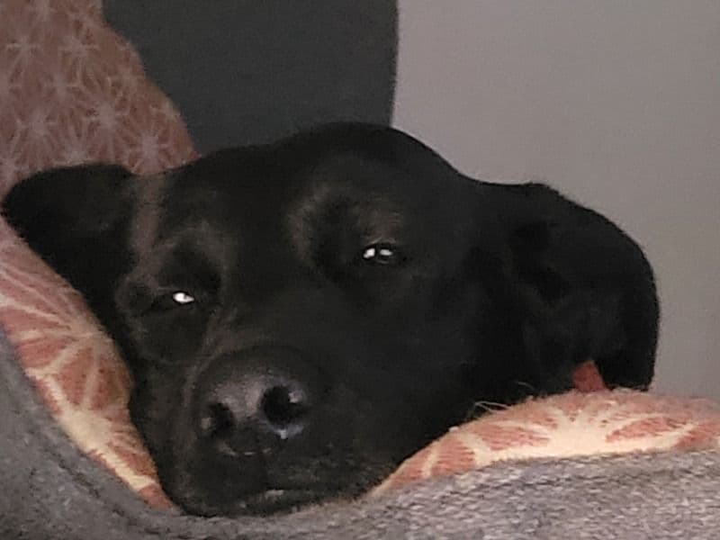 Sable German Shepherd 5 years 5 months old female medium named Valkyrie for breeding in Clark County, Washington | Petmeetly