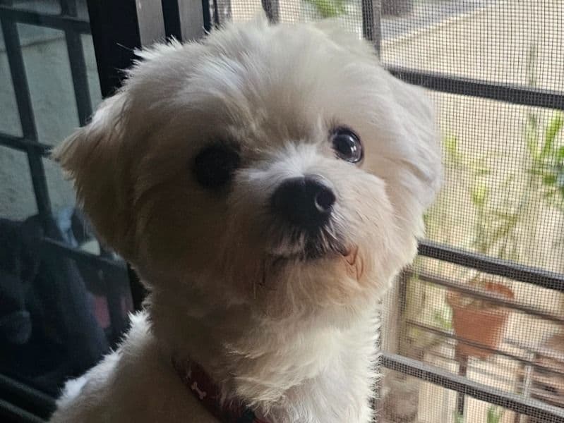 Maltese 3 years 4 months old male small named Leo for breeding in Pune Division, Maharashtra | Petmeetly