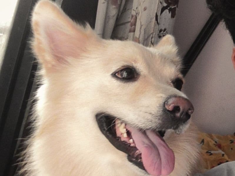 Spitz 4 years 9 months old male medium named Max for breeding in कोंकण डिव्हिजन, महाराष्ट्र | Petmeetly