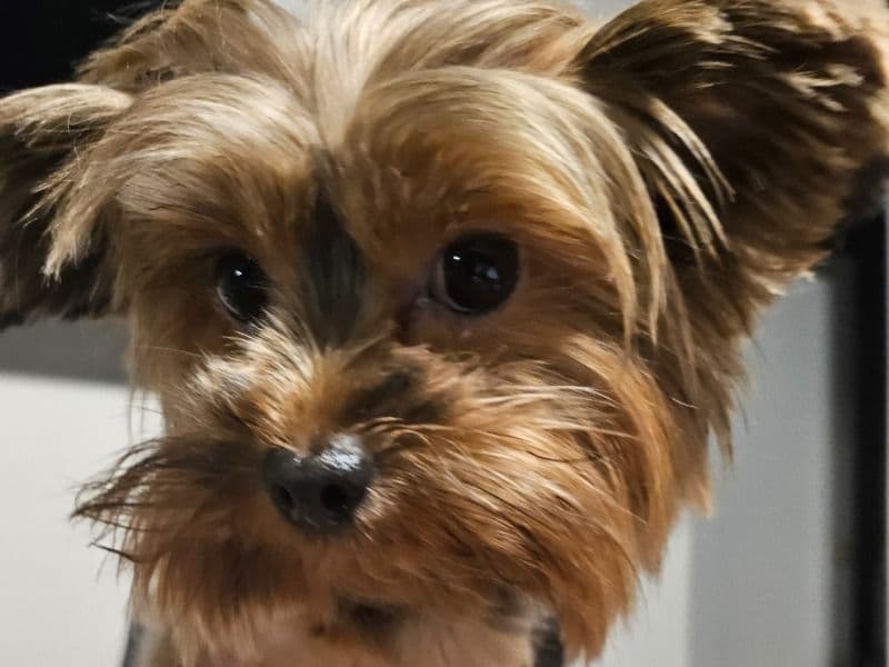 Teacup Yorkshire Terrier 3 years old female small named Maci for breeding in Santa Barbara County, California | Petmeetly