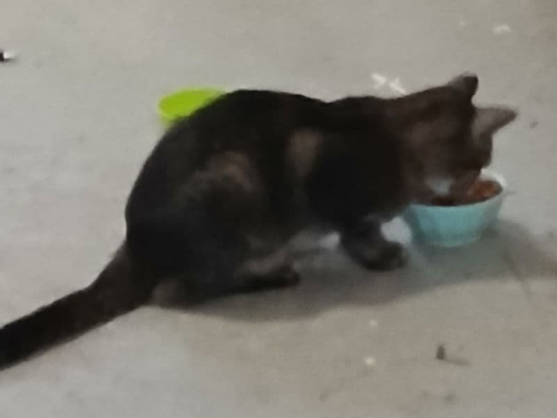 Burmilla 1 year 9 months old female named Unknown for adoption in Sangamon County, Illinois | Petmeetly