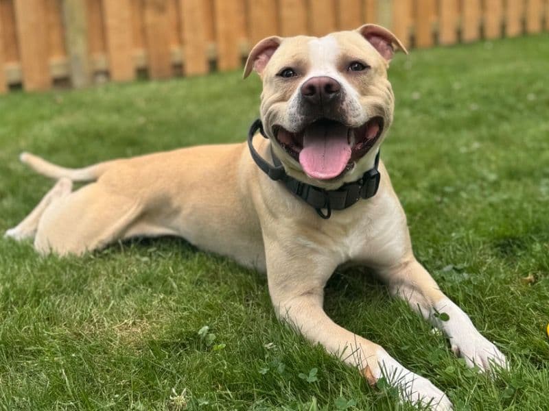 American Staffordshire Terrier 1 year 6 months old male large named Enzo for breeding in Cuyahoga County, Ohio | Petmeetly