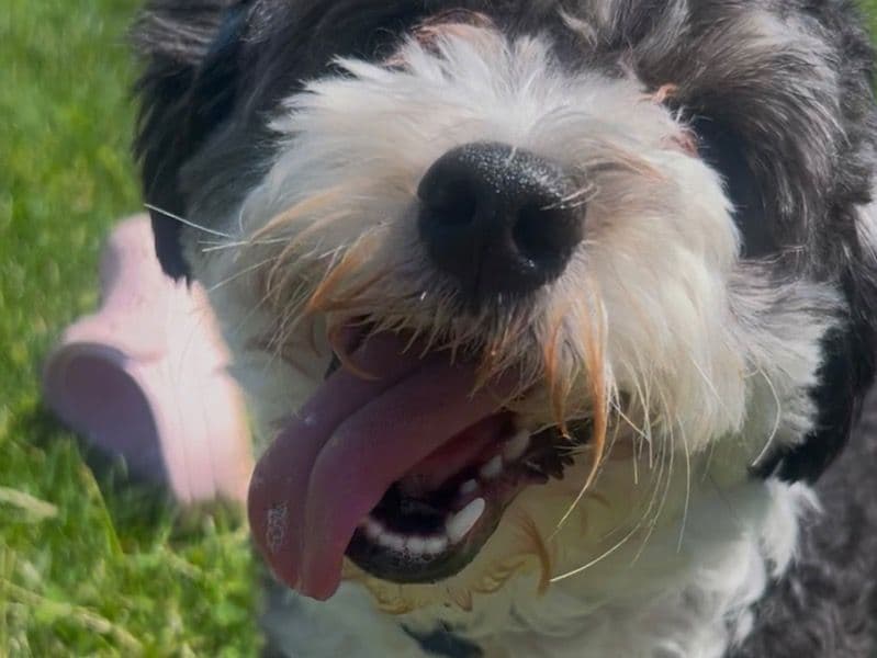 Mini Aussiedoodle 3 years 4 months old male small named Zeke for breeding in Montgomery County, Maryland | Petmeetly