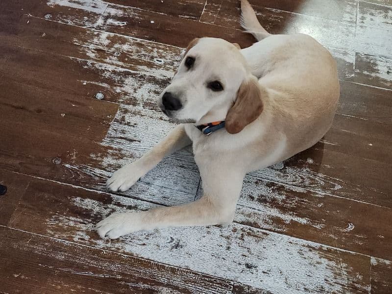 Labrador Retriever 9 months old male large named Charlie for breeding in Waterloo Regional Municipality, Ontario | Petmeetly