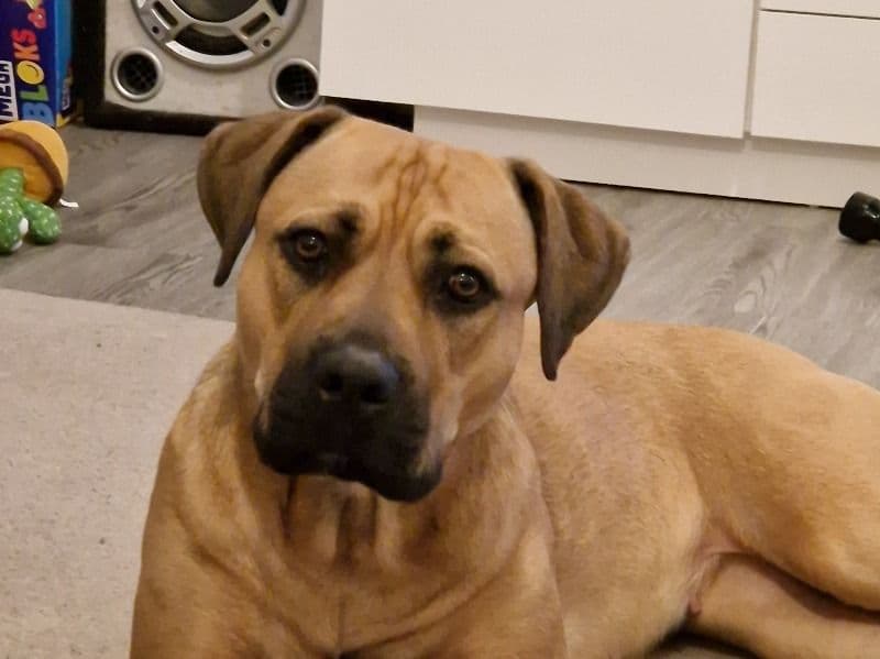 Bullmastiff 2 years 5 months old female large named Charley for breeding in Oxfordshire, England | Petmeetly