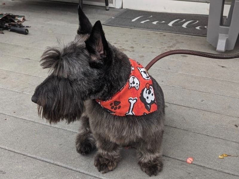 Scottish Terrier 6 years old male small named Rip for sale in Dutchess County, New York | Petmeetly