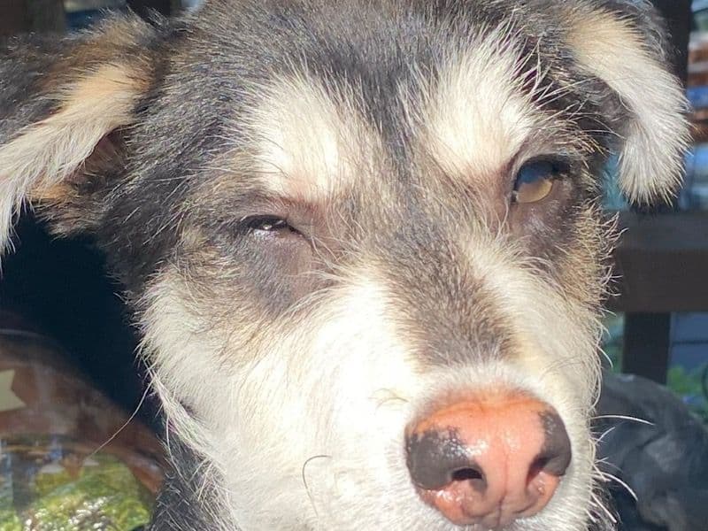 Alaskan Husky 1 year old female medium named Rajah for sale in Tarrant County, Texas | Petmeetly