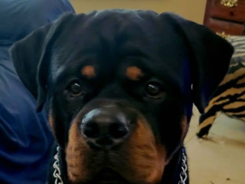 German Rottweiler 1 year 8 months old male large named Tyson for breeding in Broward County, Florida | Petmeetly