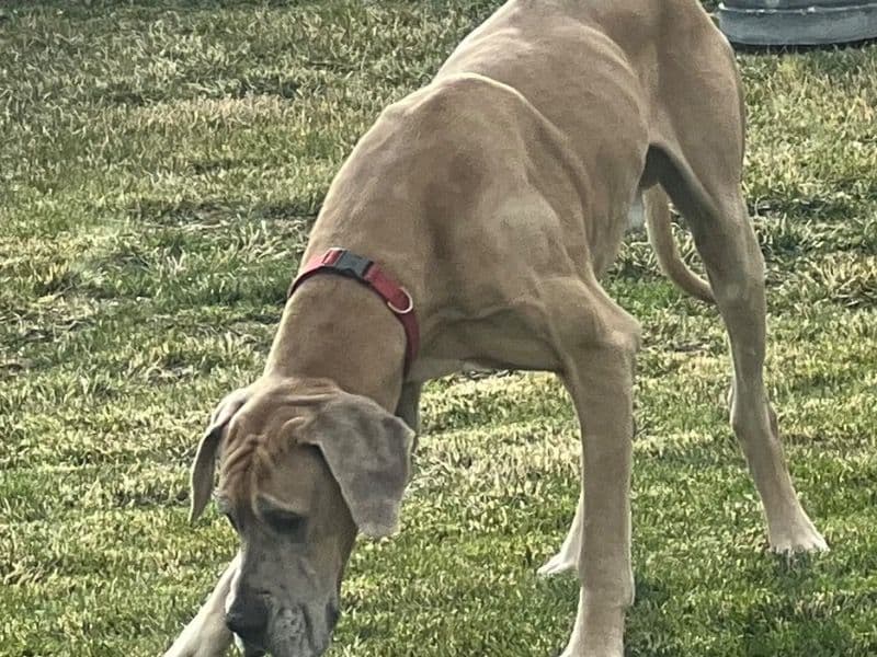 Great Dane 7 years 3 months old male extra large named Rocky for breeding in Kern County, California | Petmeetly