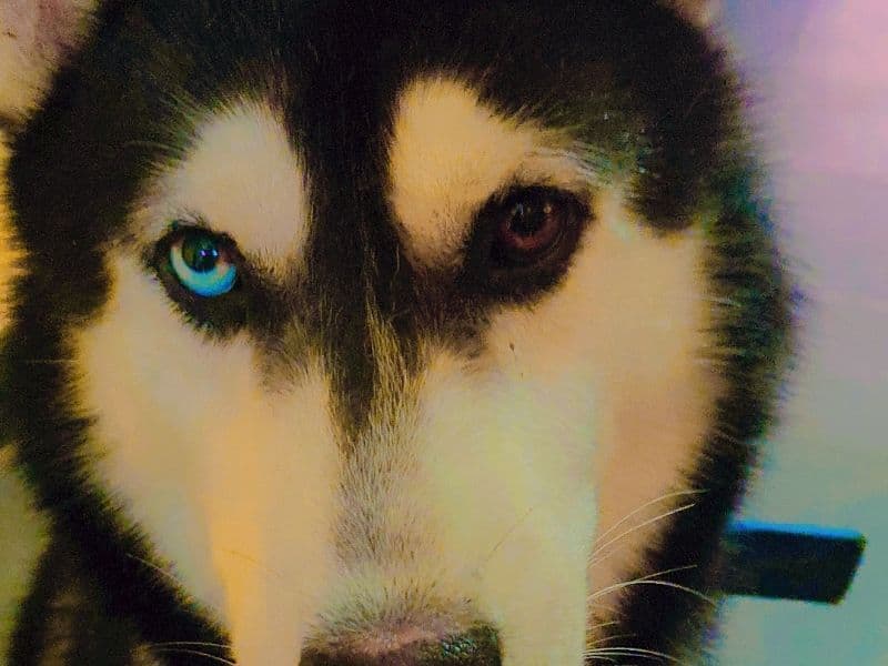 Siberian Husky 2 years 3 months old male medium named Jaan for breeding in Hyderabad, Telangana | Petmeetly