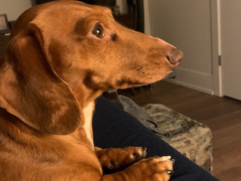 Dachshund 5 years 9 months old male small named Oscar for breeding in Cook County, Illinois | Petmeetly