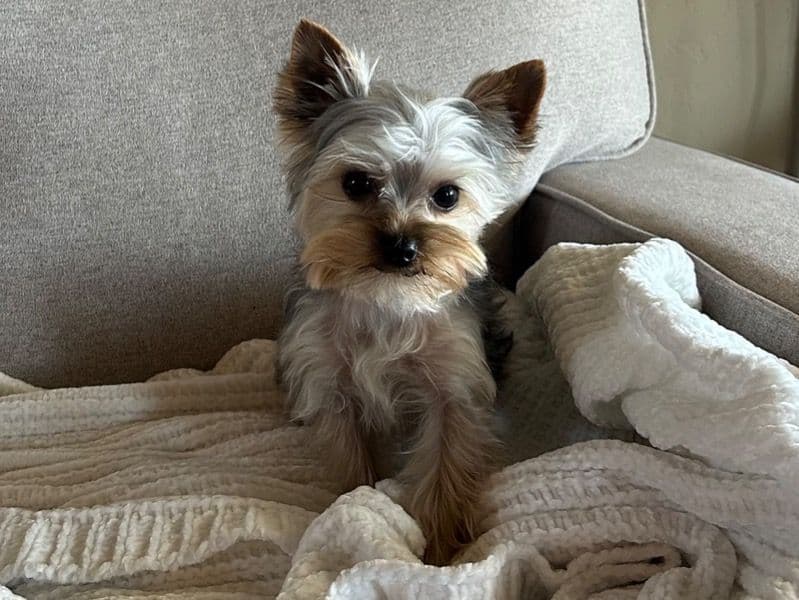 Teacup Yorkshire Terrier 1 year 10 months old male small named Milo for breeding in Riverside County, California | Petmeetly