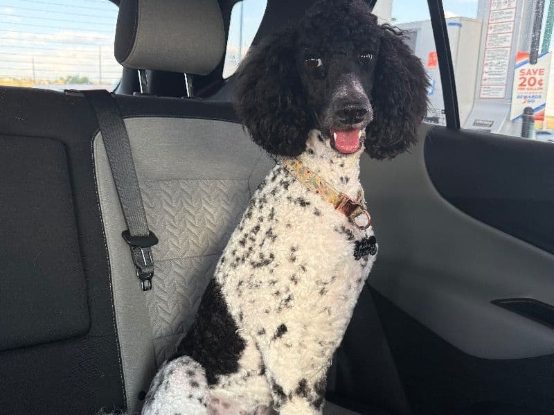 Labradoodle 1 year 5 months old female medium named Mieka for breeding in Madison County, Idaho | Petmeetly