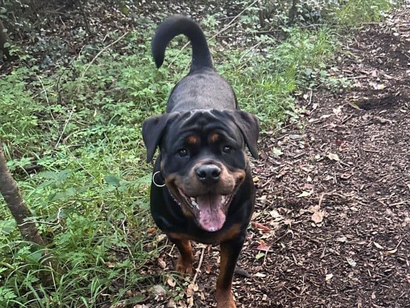 Stella primary photo