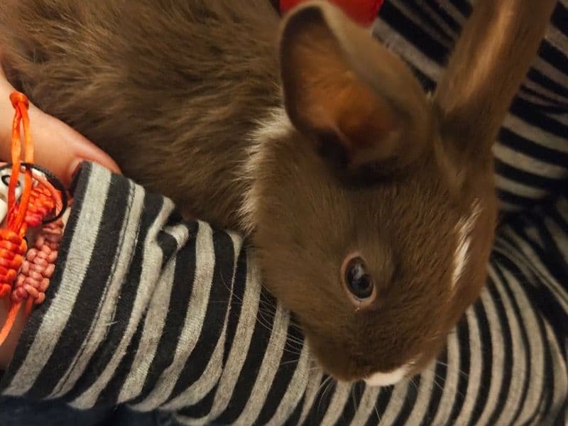 Dutch 2 months old male named Yuri for sale in Pima County, Arizona | Petmeetly