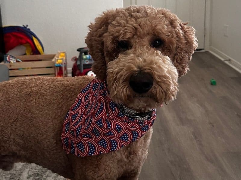 Winston primary photo