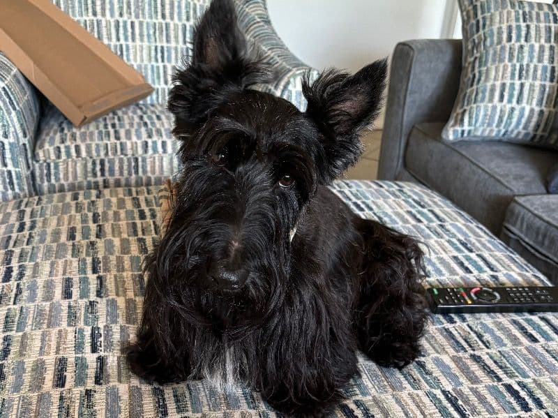Scottish Terrier 7 years 4 months old male medium named Scotty for breeding in Los Angeles County, California | Petmeetly