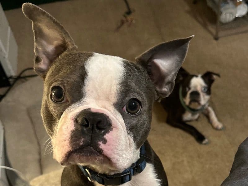 Frenchton 1 year 11 months old male medium named Grayson for breeding in Greene County, Missouri | Petmeetly