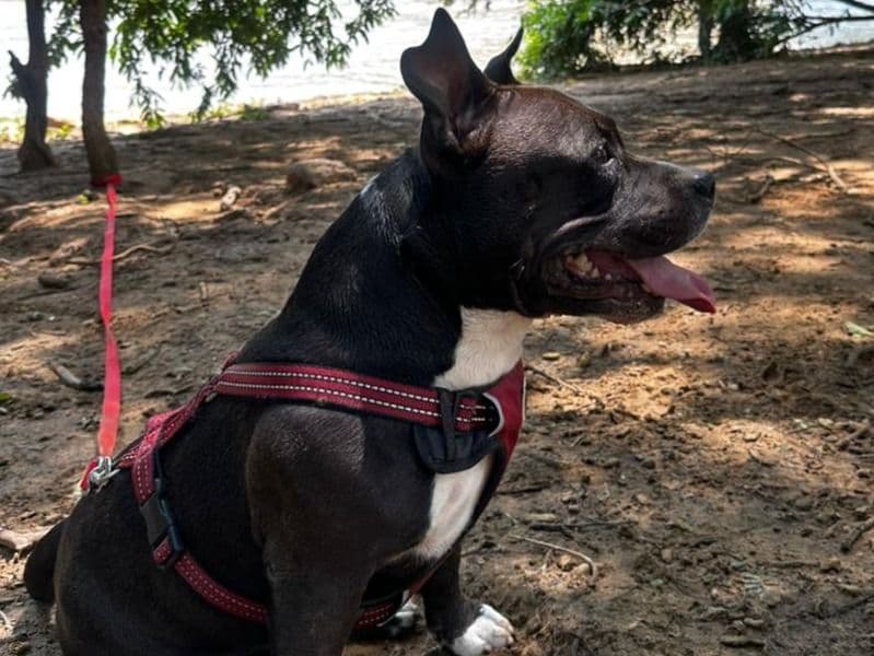 American Bully 5 years 8 months old male small named Bheema for breeding in Bangalore Division, Karnataka | Petmeetly