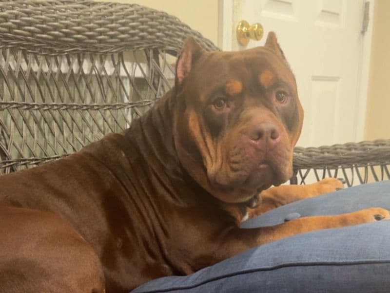 American Bully 3 years 2 months old male extra large named Big Bear for breeding in Greenville County, South Carolina | Petmeetly