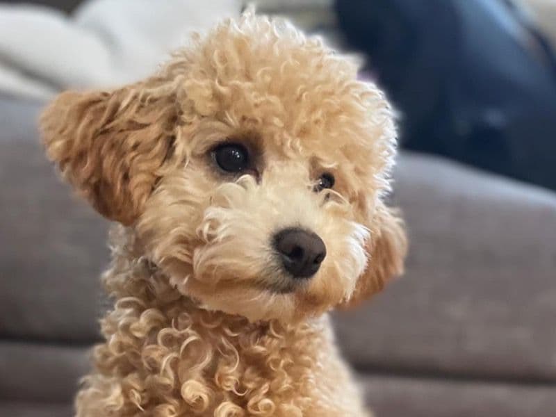 Mini Labradoodle 3 years 6 months old female small named Penny for breeding in Union County, New Jersey | Petmeetly