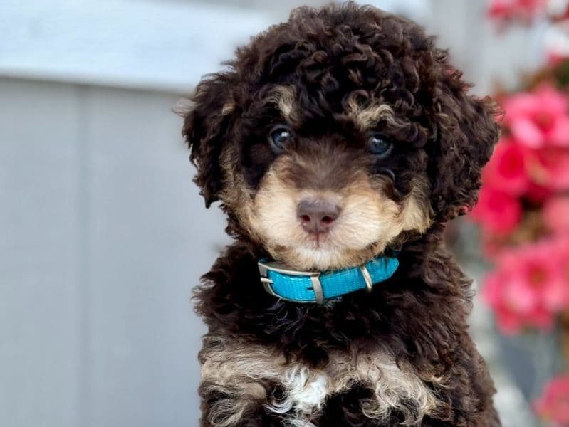 Mini Aussiedoodle 1 year 3 months old male small named Tobi for sale in Ocean County, New Jersey | Petmeetly