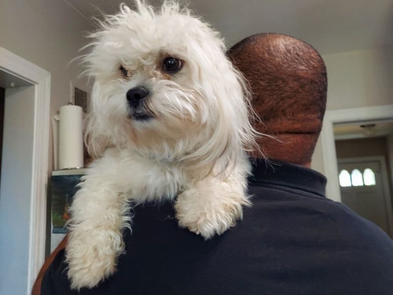 Archie primary photo