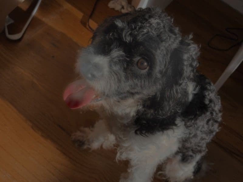 Cavapoo (Cavadoodle) 2 years 4 months old female small named Lailah for breeding in Essex County, New Jersey | Petmeetly