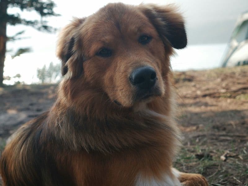 English Golden Retriever 1 year 5 months old male large named Taco for breeding in Calgary, Alberta | Petmeetly