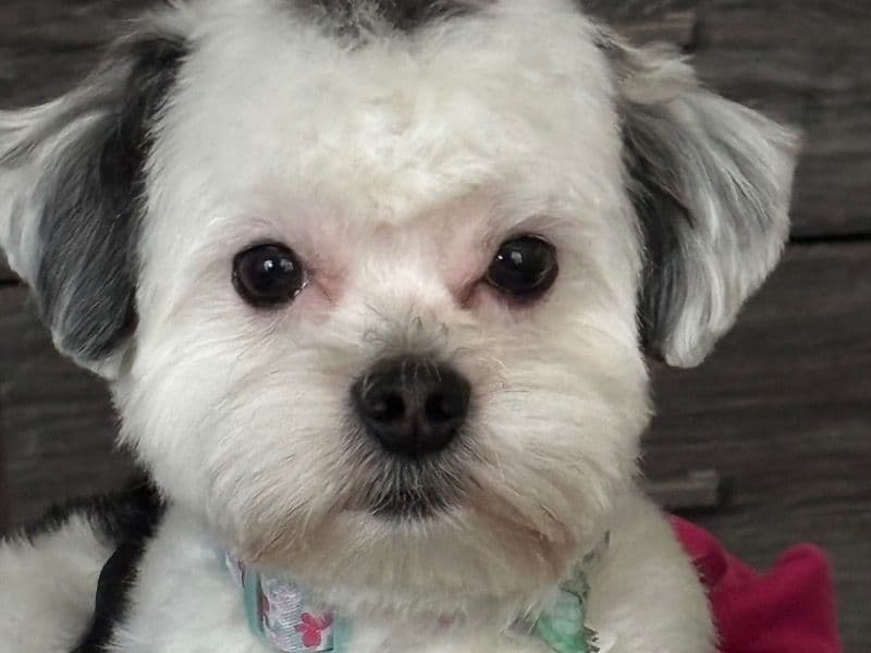 Shih Tzu 1 year 6 months old male small named Bear for breeding in Clinton County, Indiana | Petmeetly