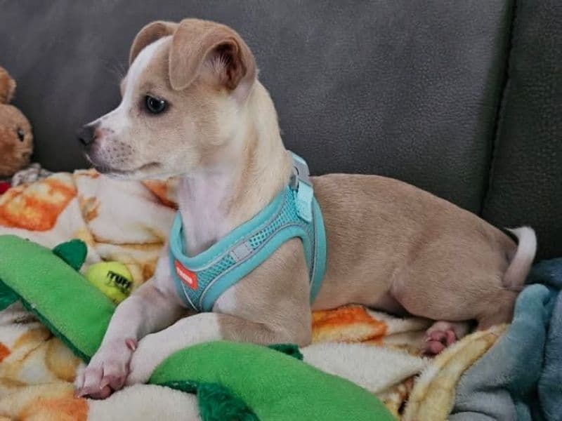 Deerhead chihuahua 6 months old male small named Peanut for sale in Oconee County, South Carolina | Petmeetly