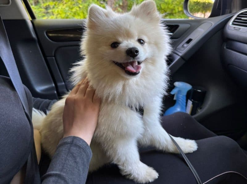 Pomeranian 3 years 3 months old male medium named Simba for breeding in Greater London, England | Petmeetly