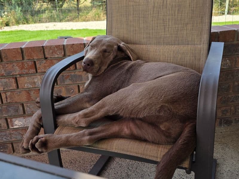 English Labrador Retriever 9 months old female extra large named Shelby for breeding in Ravalli County, Montana | Petmeetly