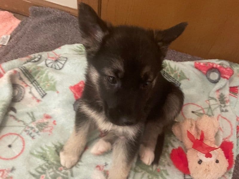 Siberian Husky 4 months old female medium named Lilly for sale in Franklin County, Ohio | Petmeetly