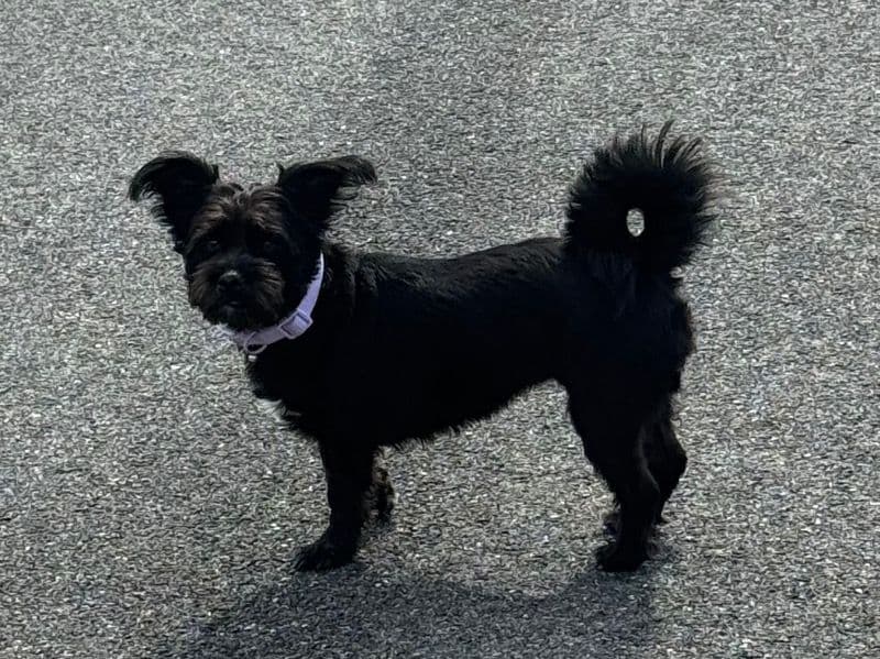Miniature Schnauzer 5 years 1 month old female small named Sassy for breeding in New York, New York | Petmeetly