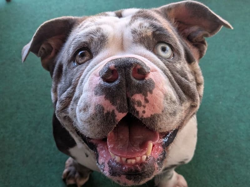 American Bully 3 years 6 months old female medium named Raiden for sale in San Diego County, California | Petmeetly