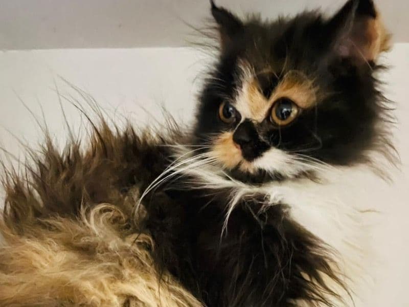 Calico 1 year 2 months old female named Kelly for breeding in Ropar Division, Punjab | Petmeetly