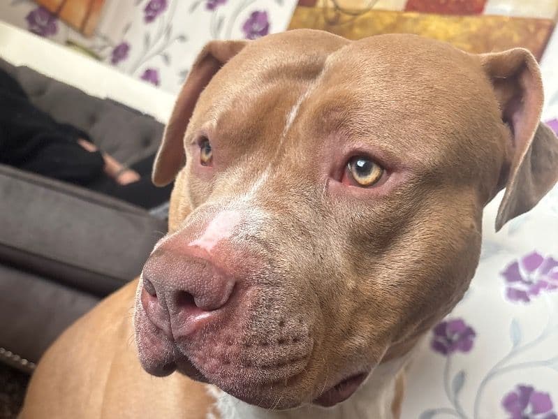 Bullmastiff 2 years 11 months old male extra large named Tyson for breeding in Hartlepool, England | Petmeetly