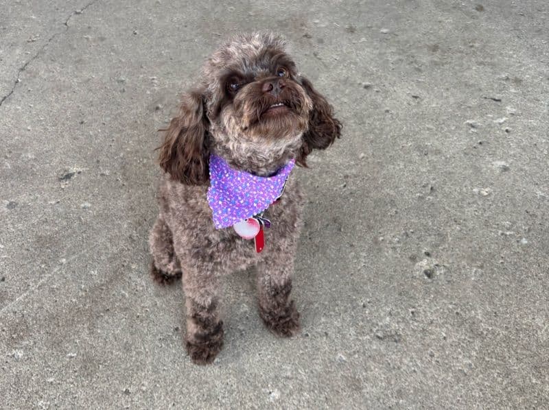 Cockapoo 2 years 6 months old female small named Winnie for breeding in Montgomery County, Ohio | Petmeetly