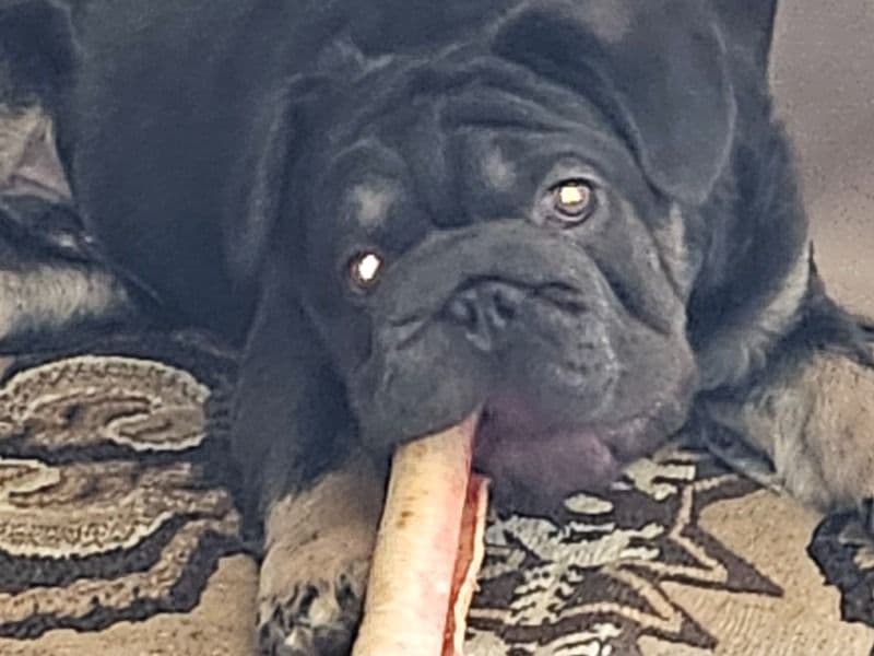 French Bulldog 11 months old male medium named Ozzy for breeding in Yavapai County, Arizona | Petmeetly