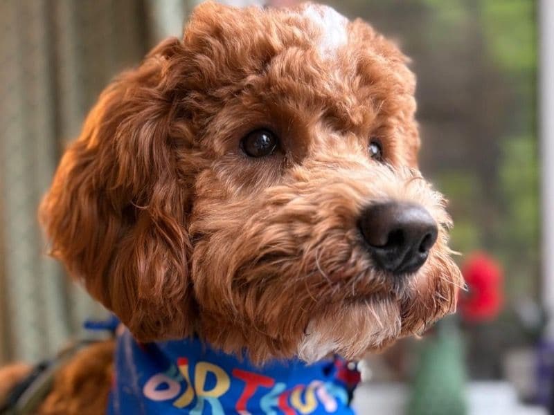Cockapoo 1 year 4 months old male medium named Huxley for breeding in North Somerset, England | Petmeetly