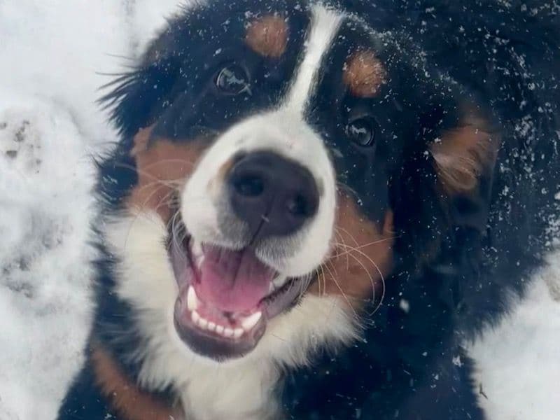 Bernese Mountain Dog 1 year old female large named Ember for sale in Santa Rosa County, Florida | Petmeetly