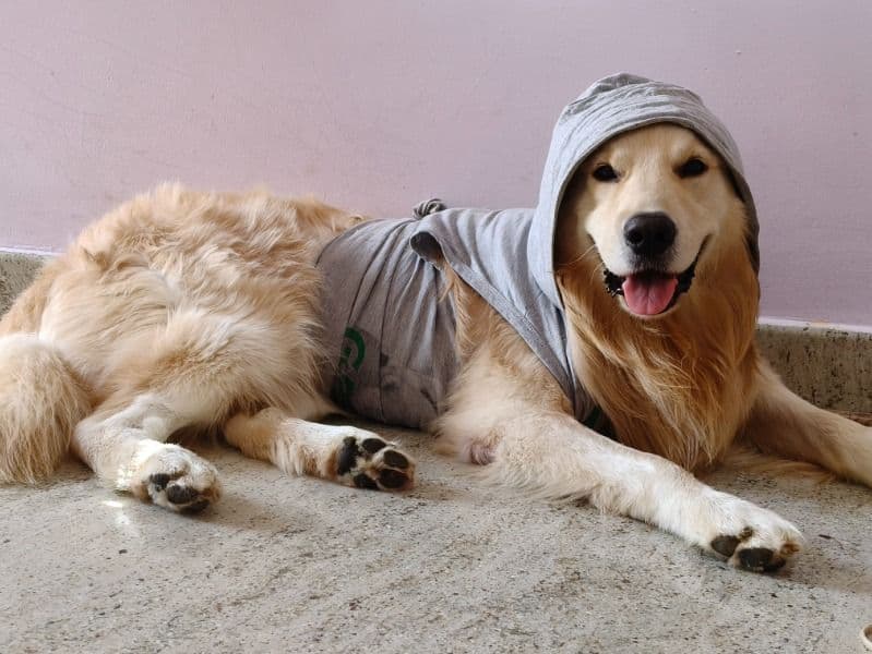 Golden Retriever 3 years 4 months old male extra large named Rocky for breeding in Bangalore Division, Karnataka | Petmeetly