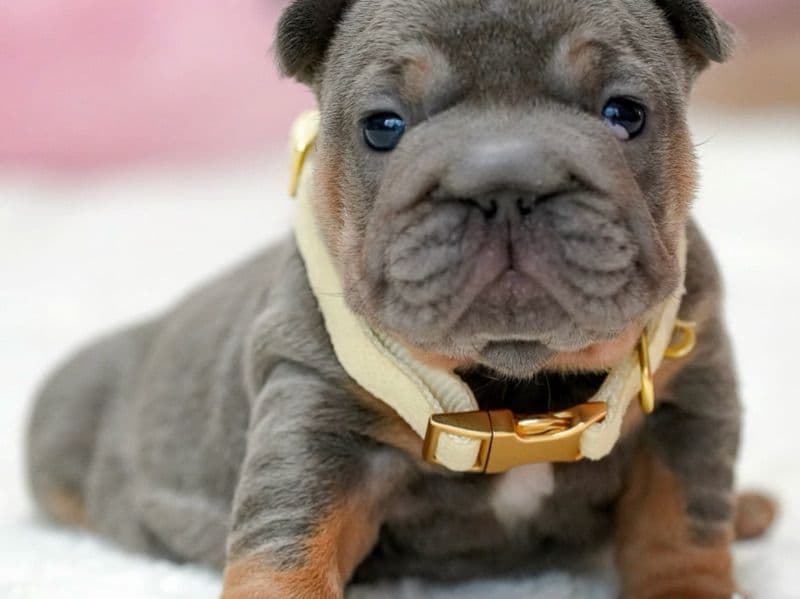 French Bulldog 5 months old male small named Mika for sale in California | Petmeetly