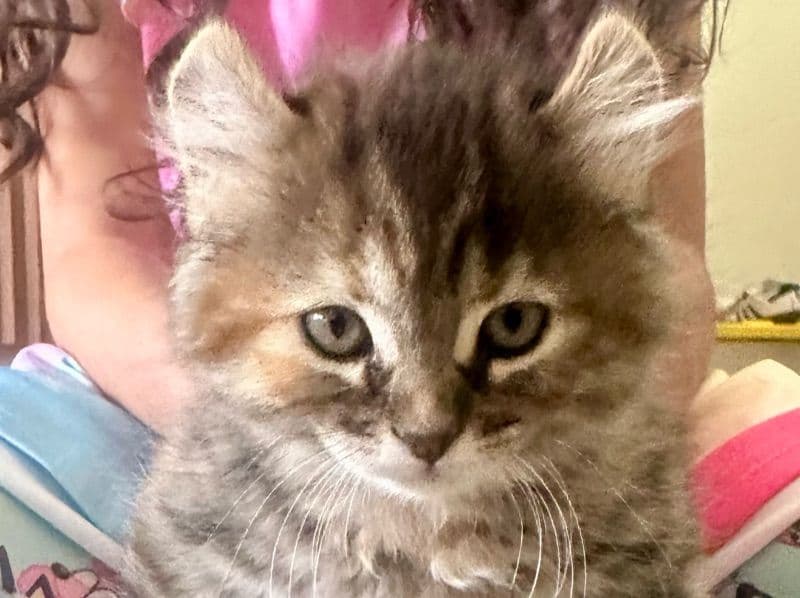 Savannah 2 months old female named Tiger for sale in San Diego County, California | Petmeetly