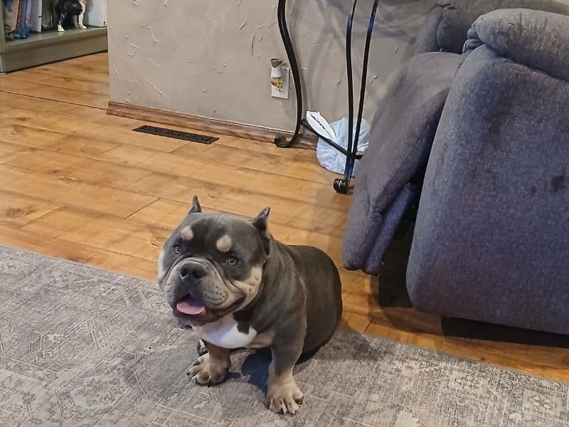American Bully 1 year 1 month old male large named Bob for breeding in Jasper County, Missouri | Petmeetly