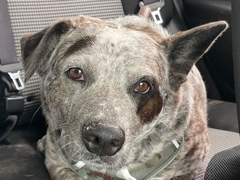 Australian Cattle Dog 3 years 5 months old female medium named Bailey for breeding in Los Angeles County, California | Petmeetly