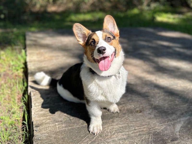 Cardigan Welsh Corgi 2 years 3 months old male medium named Otis for breeding in Washoe County, Nevada | Petmeetly